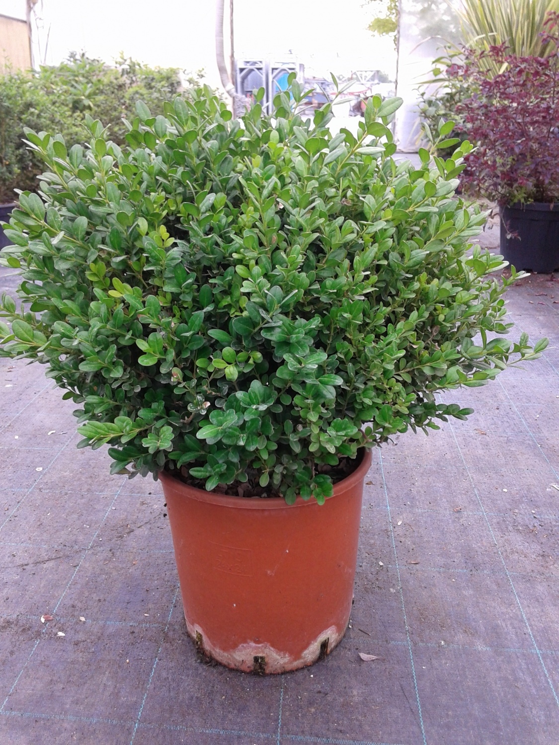 Bosso Buxus Microphylla 'Faulkner' A Palla - Pianta Vera In Vaso, Diametro 35/40 Cm