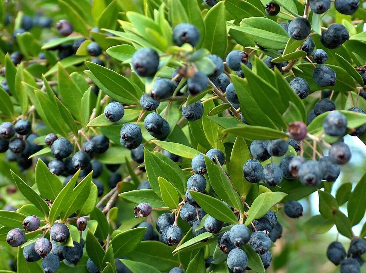 Expoplant Acquista online Myrtus communis