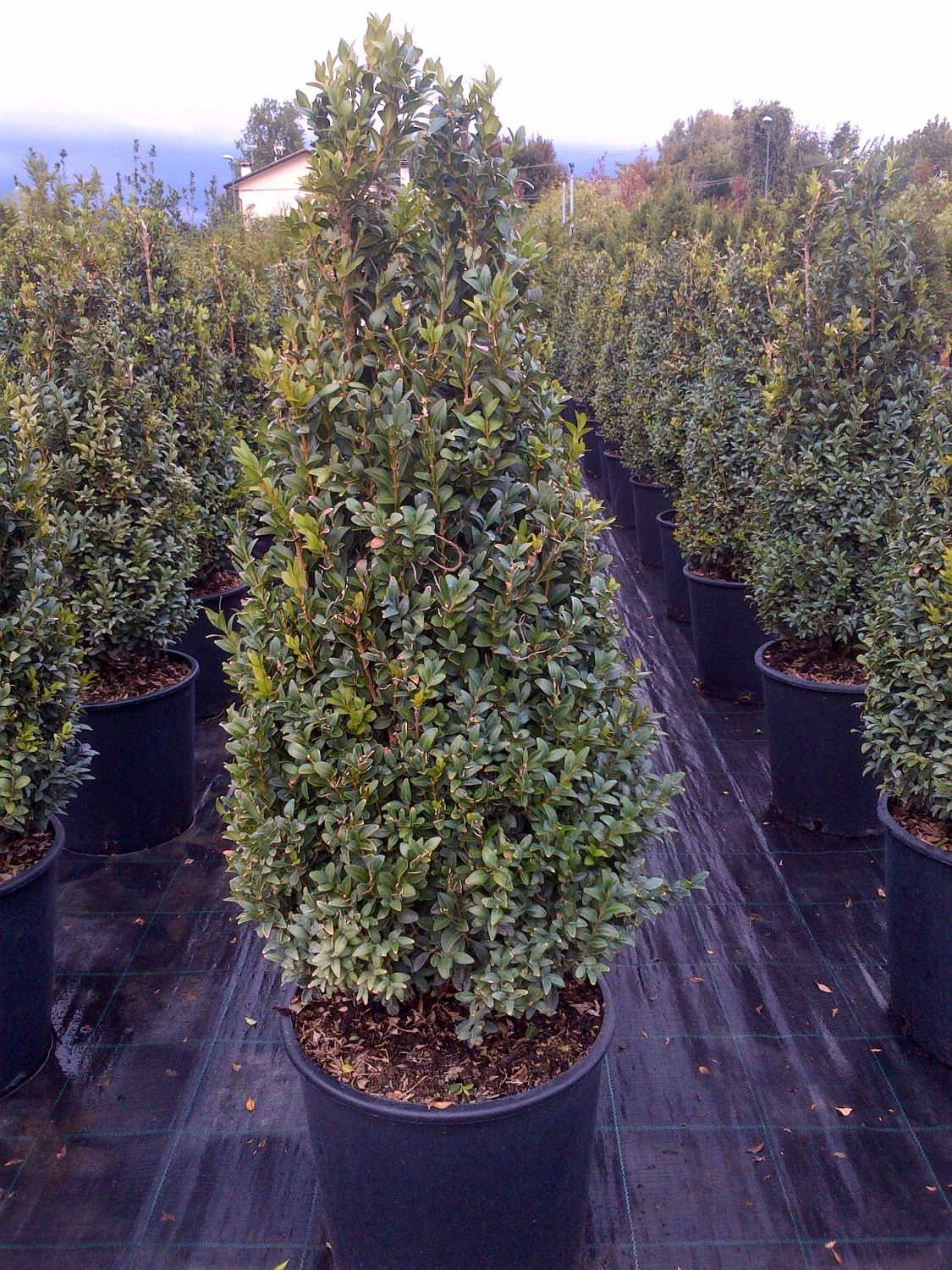 Bosso Comune Buxus Sempervirens - Pianta Da Siepe Sempreverde In Vaso ø18 Cm, H. 40-60 Cm, Da Vivaio - Foto 2