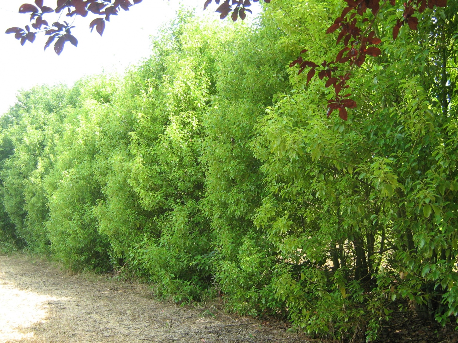 Expoplant Acquista online Cinnamomum camphora Albero della canfora