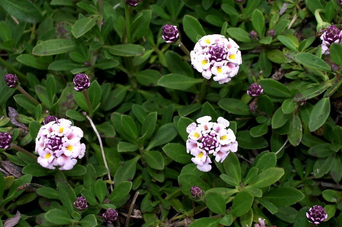 Expoplant Acquista online Lippia nodiflora