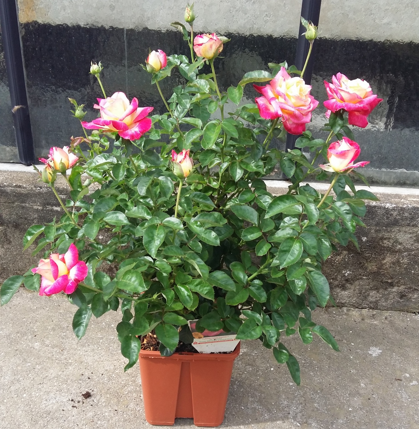 Rosa Pullman Orient Express Rose Barni - Vaso Prestigio, Fiori Gialli Con Bordo Rosa, Pianta Rifiorente