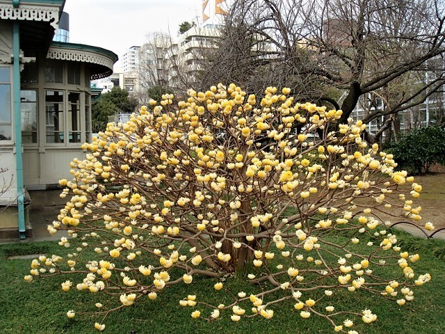 Expoplant - Acquista online: Edgeworthia chrysantha Snow Cream