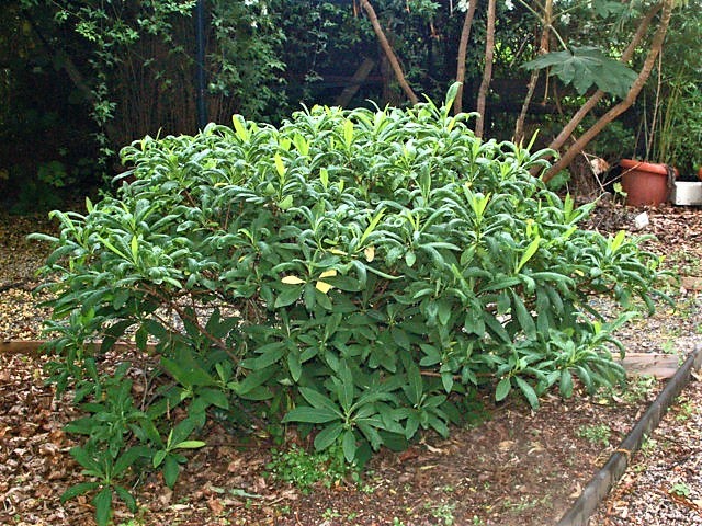 Expoplant - Acquista online: Edgeworthia chrysantha Snow Cream