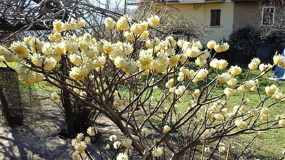 Expoplant - Acquista online: Edgeworthia chrysantha Snow Cream