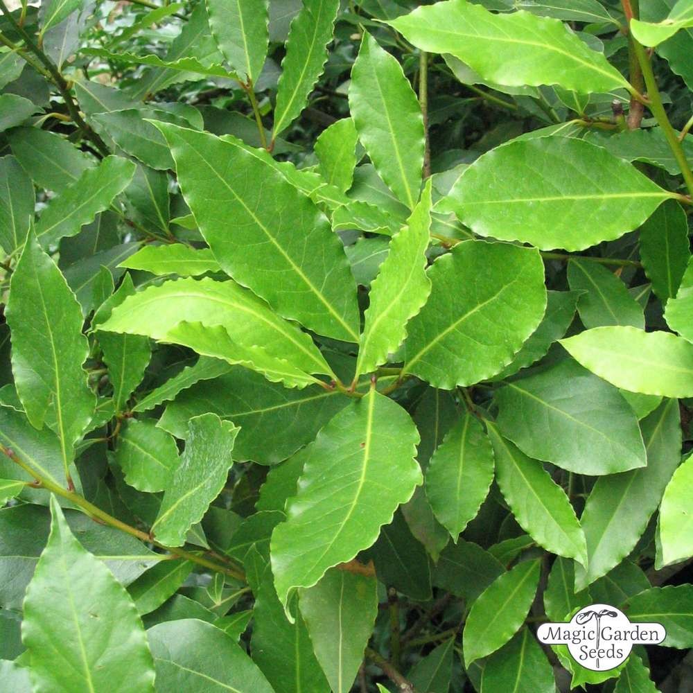 Expoplant Acquista online Laurus nobilis