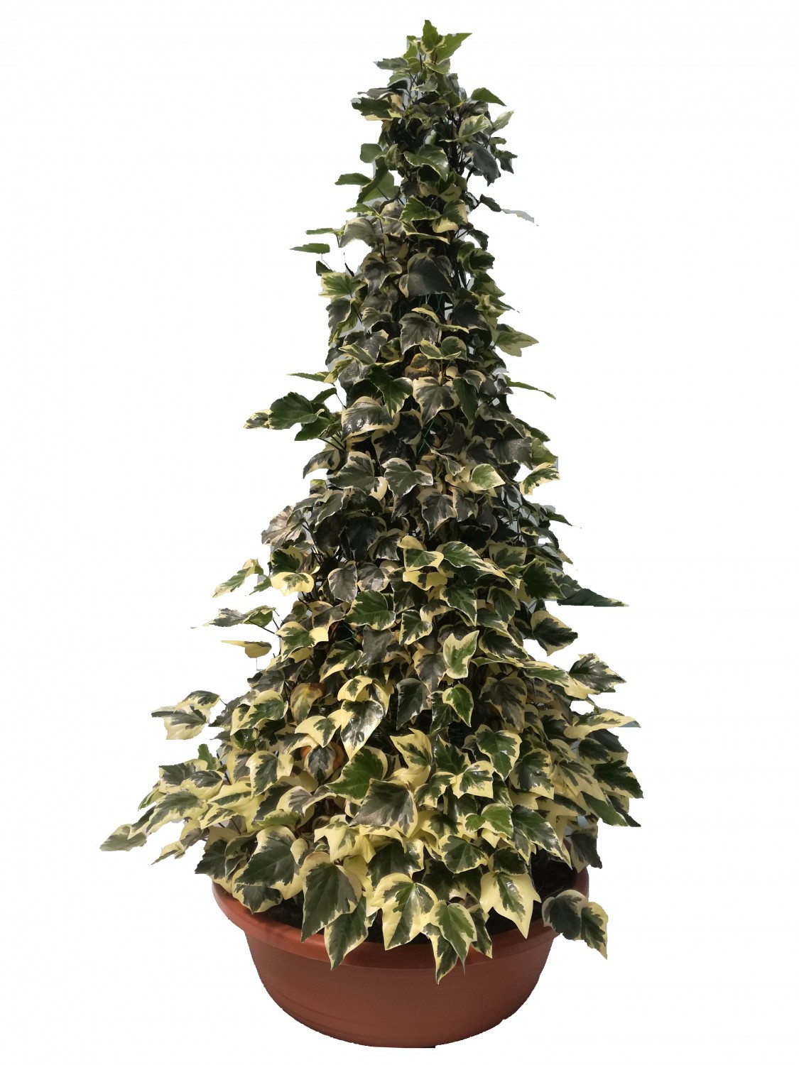 Expoplant - Acquista online: Hedera algeriensis Gloire de Marengo - Edera  'Gloire de Marengo