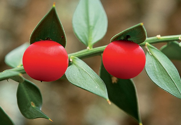 Expoplant Acquista online Ruscus aculeatus