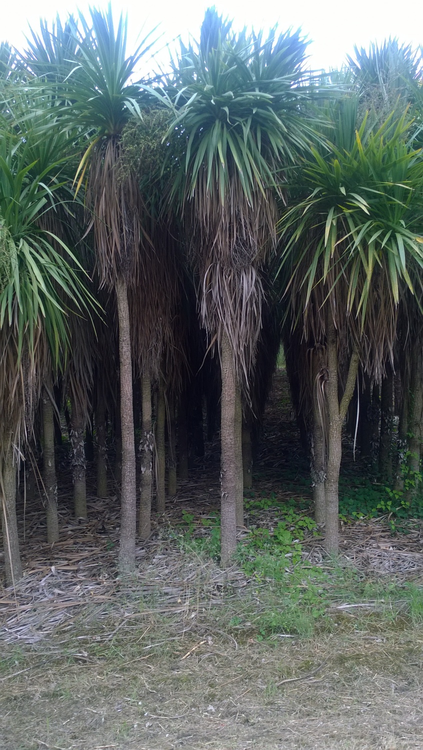 Expoplant Acquista online Dracaena indivisa Dracena