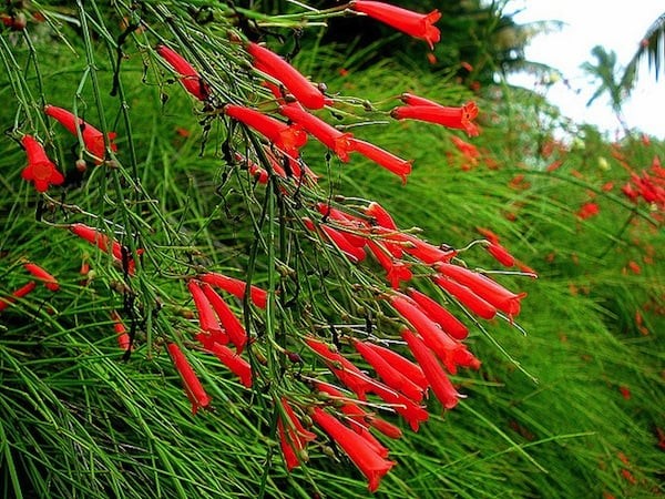 Expoplant - Acquista online: russelia juncea -