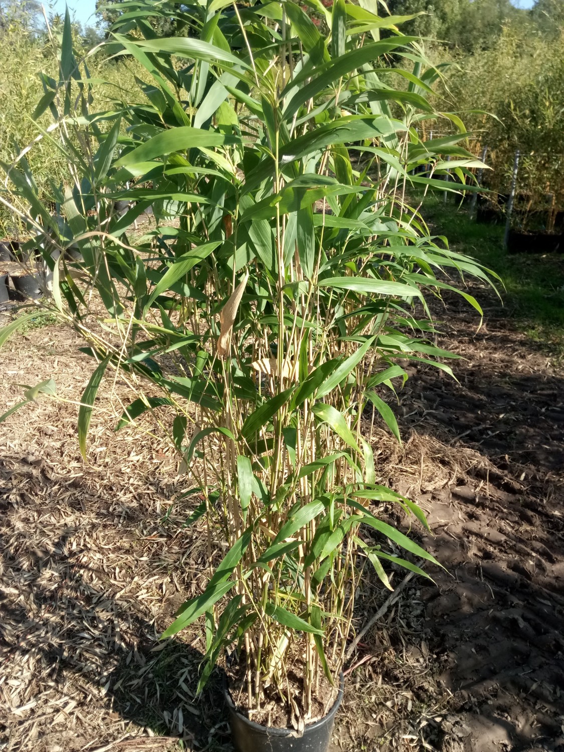 Bambusa Metake In Vaso - Pianta Vera Di Bambù, Altezza Fino A 4-5m, Resistente Al Freddo - Foto 6