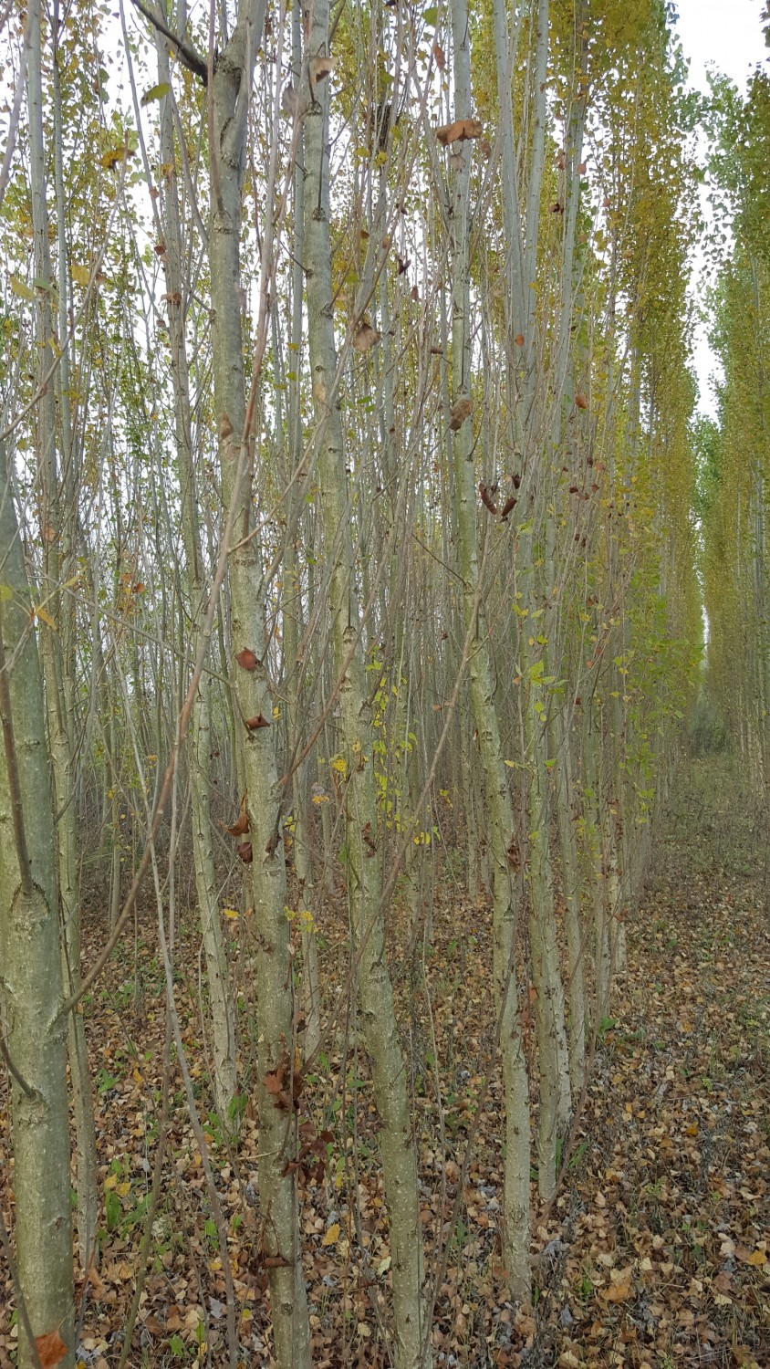 Expoplant Acquista online Populus alba Pioppo bianco