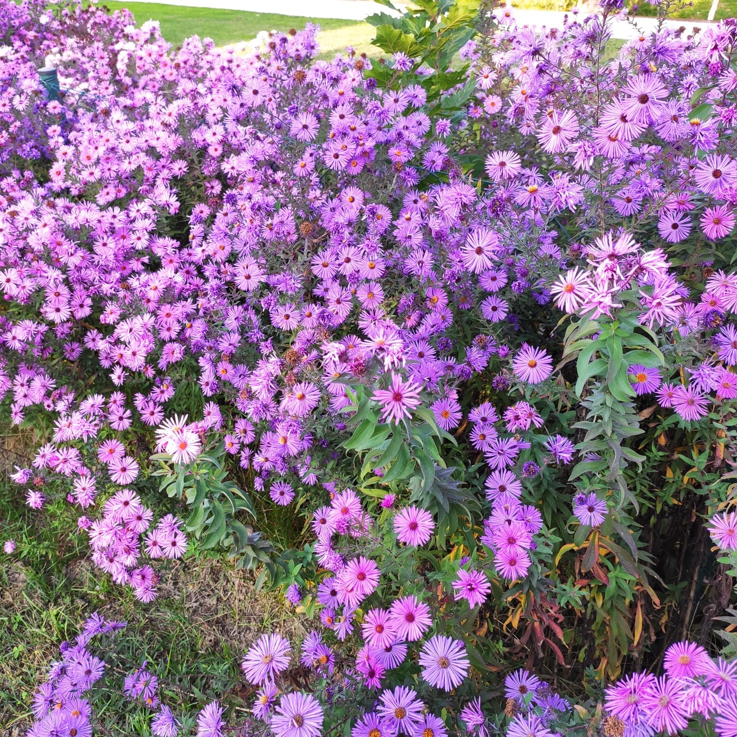 expoplant-acquista-online-aster-novi-belgii-blu-renato