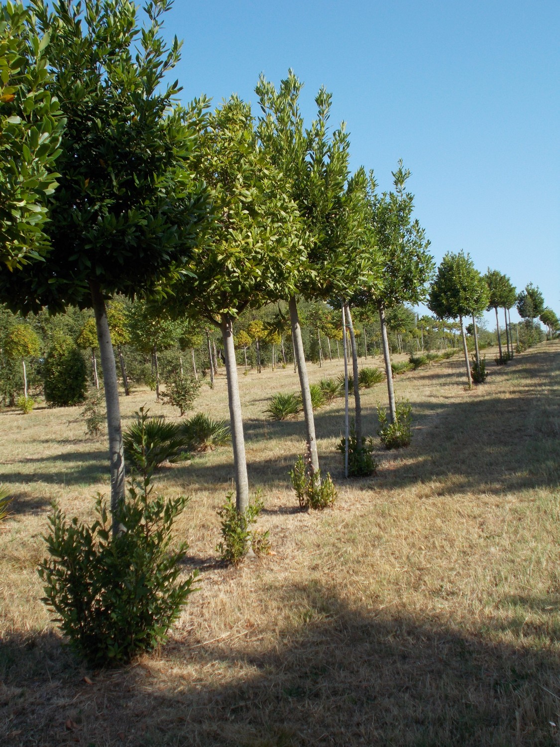 Expoplant - Acquista online: Laurus nobilis - Alloro