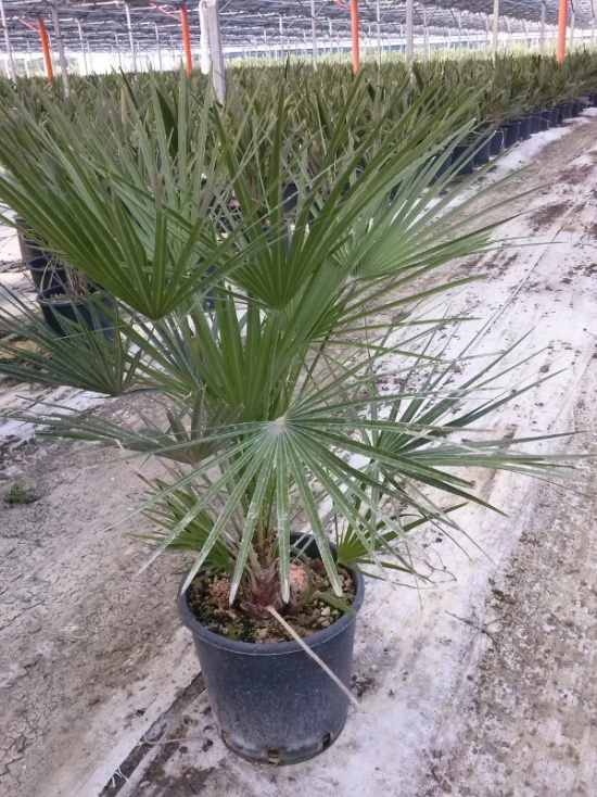 Chamaerops Humilis - Palma Nana In Vaso 20 Cm, Pianta Mediterranea Da Esterno O Balcone