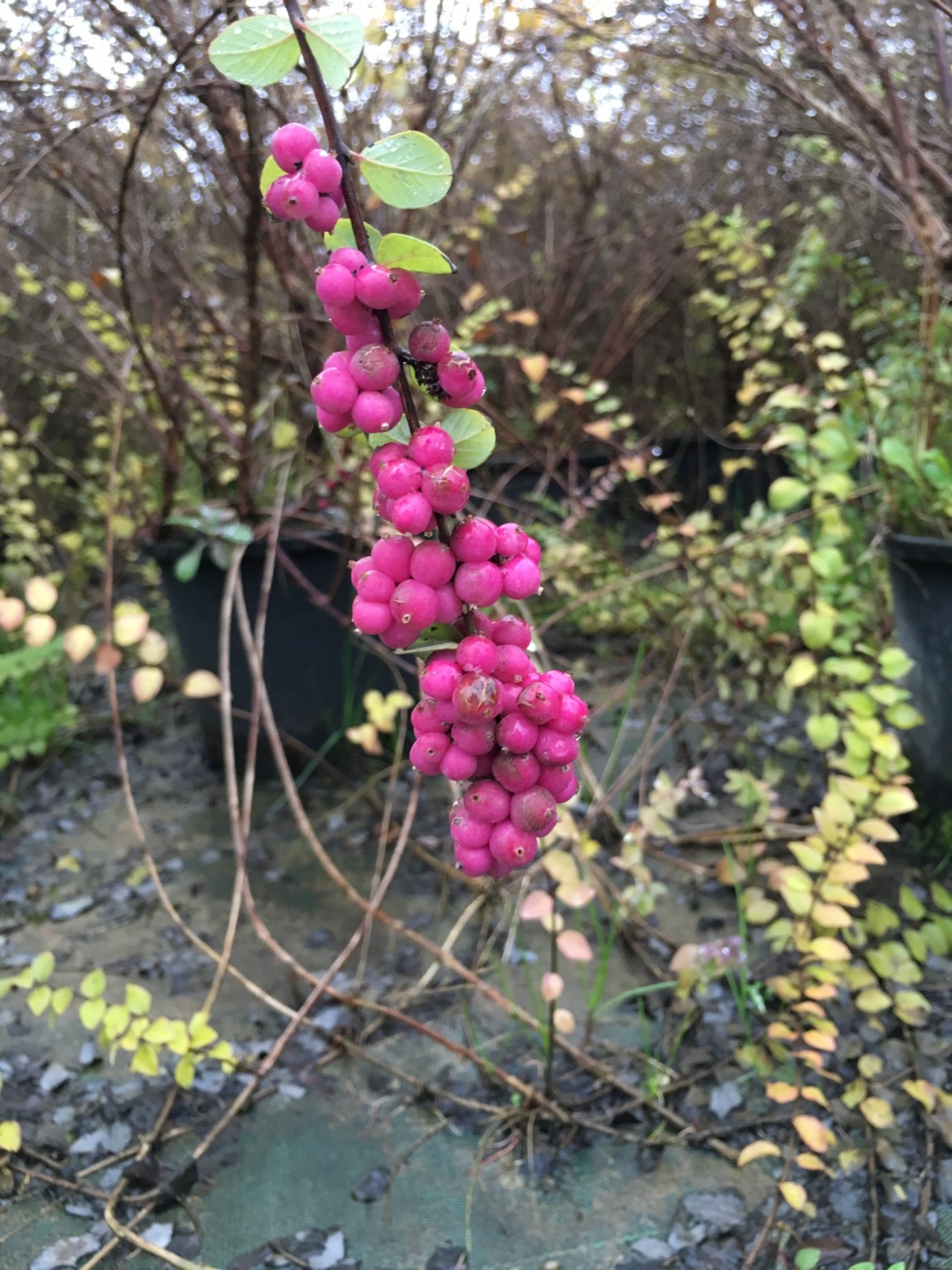 Expoplant Acquista online Symphoricarpos x chenaultii